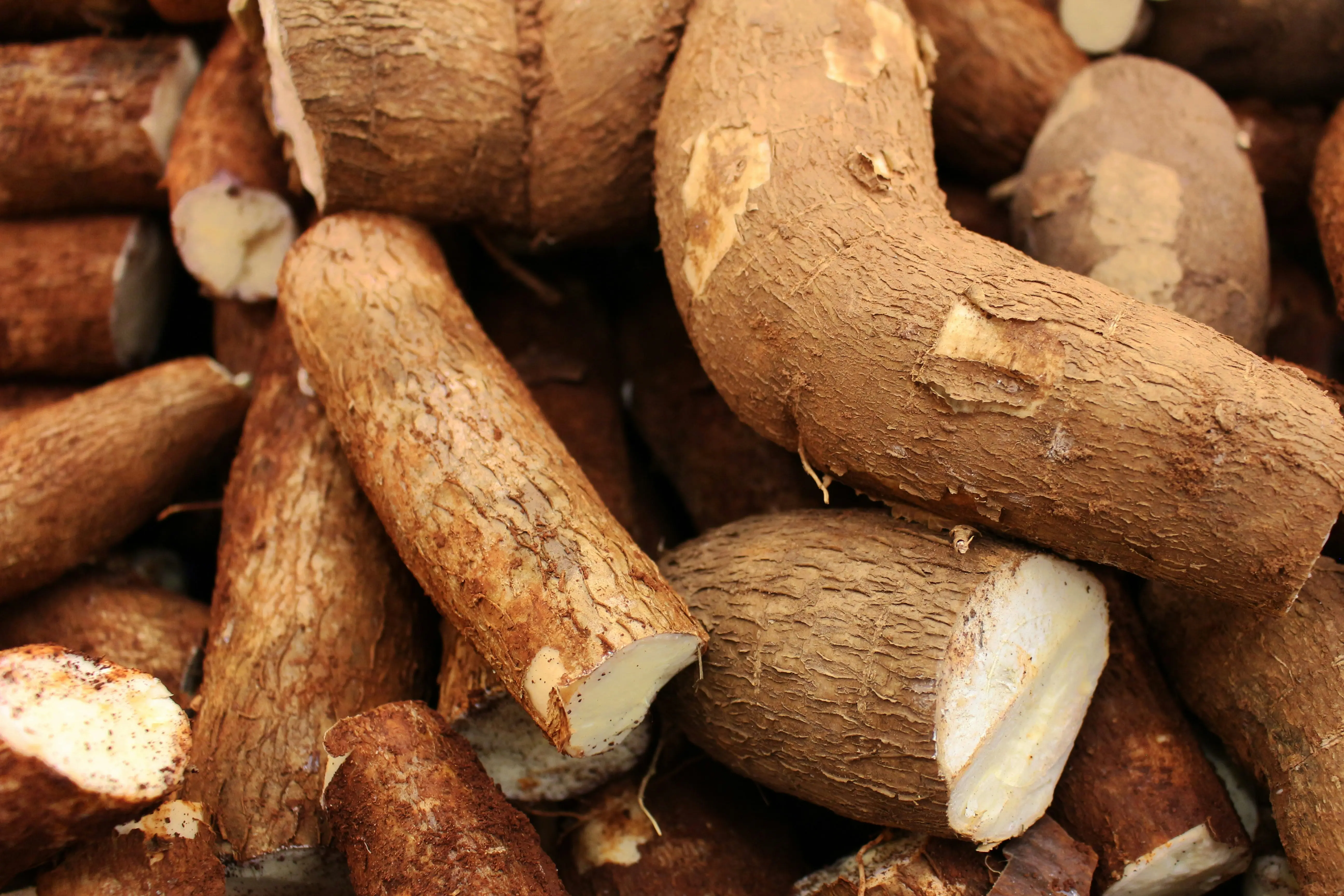 High-yield cassava roots harvested from fertile farmland at Mckarekins Farms
