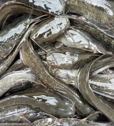 Fresh catfish in sustainable aquaculture ponds at Mckarekins Farms