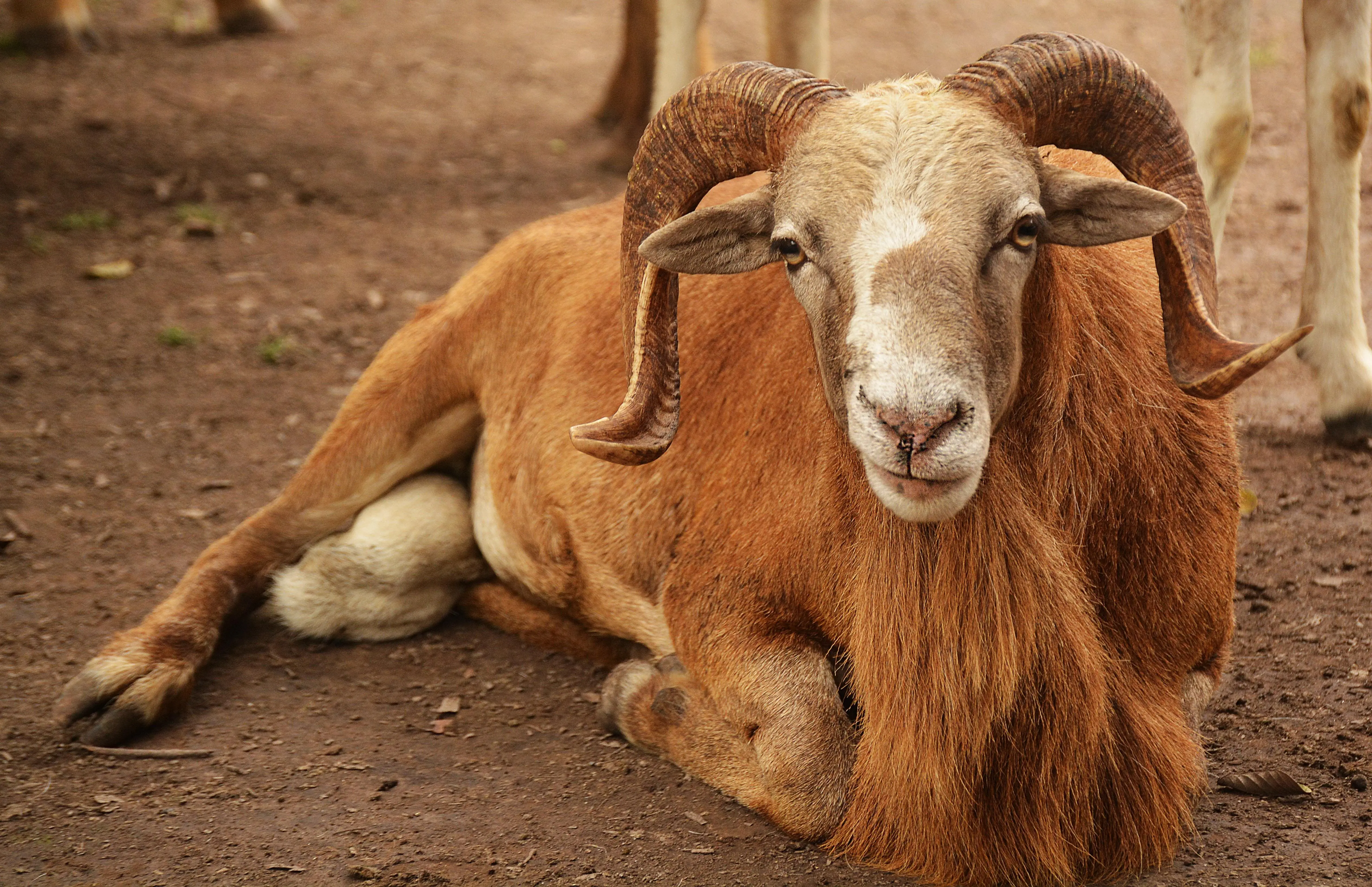 Healthy ram raised on open pasture at Mckarekins Farms, Owu-Ikosi Lagos