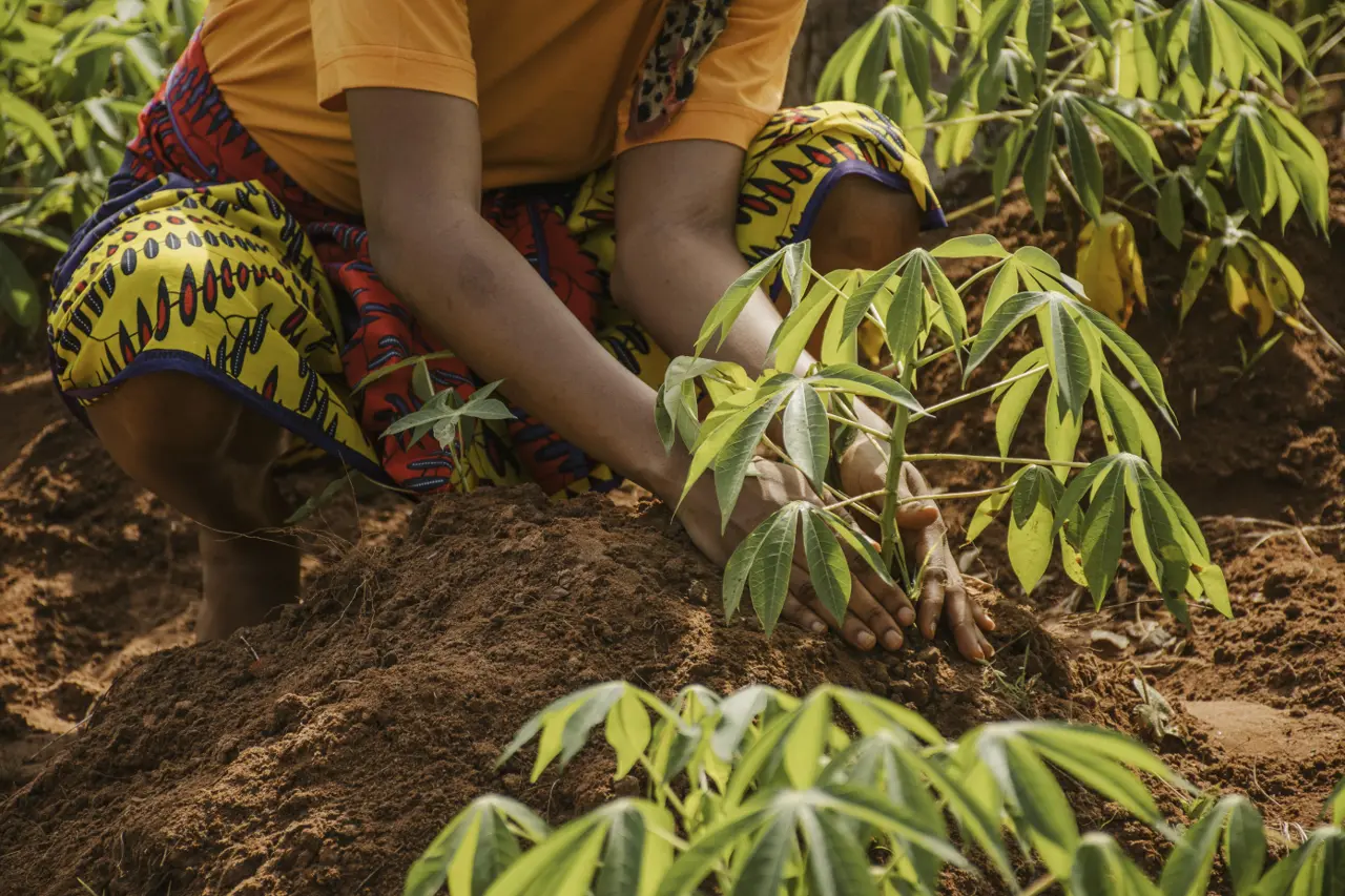 Cassava field at Mckarekins Farms, Owu-Ikosi, Epe, Lagos